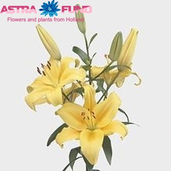 Lilium Az 'Avelino' foto