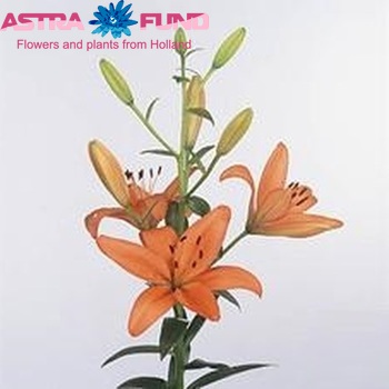 Lilium Az 'Bariton' zdjęcie