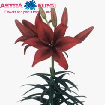 Lilium Az "Black Out" фото