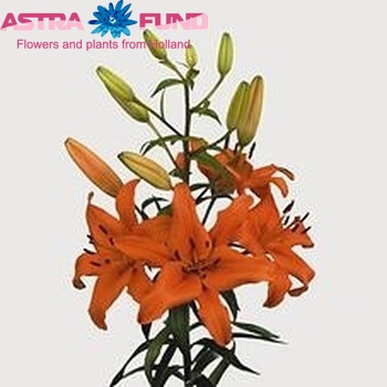 Lilium Az 'Brunello' Foto