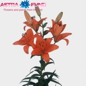 Lilium Az 'Castello' foto