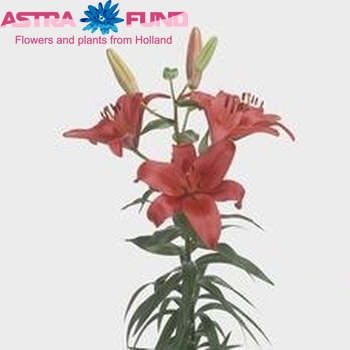 Lilium Az 'Detroit' Foto