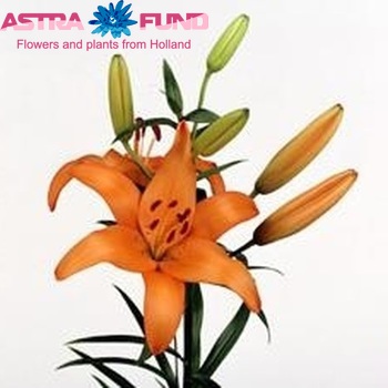 Lilium Az Elite zdjęcie