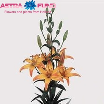 Lilium Az 'Giraffe' Foto