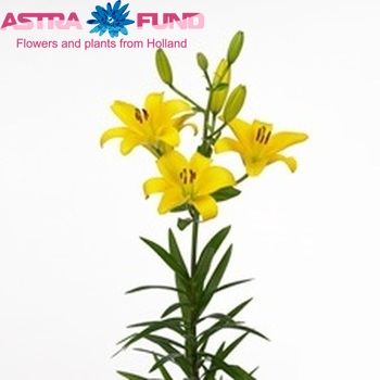 Lilium Az 'Gironde' Foto