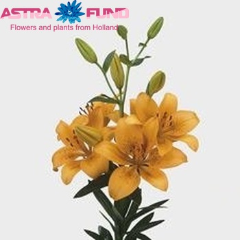 Lilium Az 'Golf' Foto