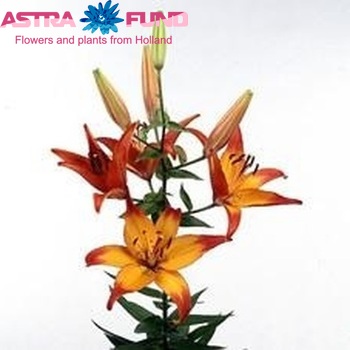 Lilium Az Hoffrica Cancun zdjęcie