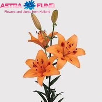 Lilium Az 'Loreto' zdjęcie