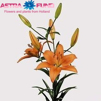 Lilium Az 'Mirella' zdjęcie