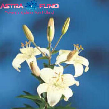 Lilium Az 'Mont Blanc' photo