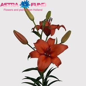 Lilium Az 'Nello' zdjęcie