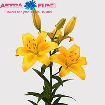 Lilium Az 'Nove Cento' foto