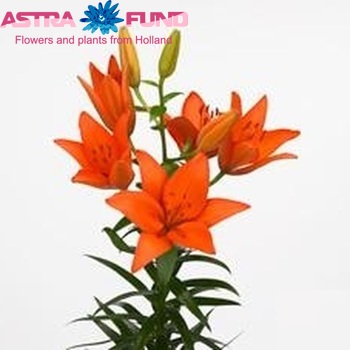 Lilium Az 'Orange Ton' foto