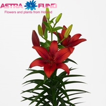 Lilium Az 'Red Latin' foto