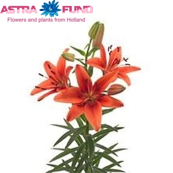 Lilium Az 'Red Sensation' zdjęcie