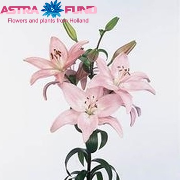 Lilium Az 'Renoir' foto