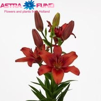 Lilium Az 'Rodilana' zdjęcie