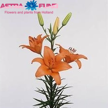 Lilium Az 'Soleil' zdjęcie