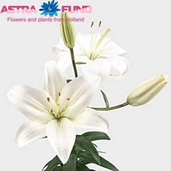 Lilium Az 'Sorpressa' Foto