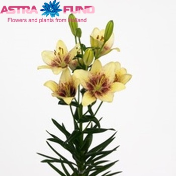 Lilium Az Tango Lily Coastline Foto