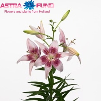 Lilium Az Tango Lily Dotcom foto