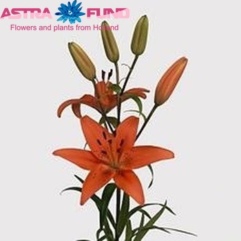 Lilium Az 'Tresor' foto