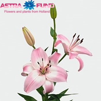 Lilium Az 'Vermeer' photo