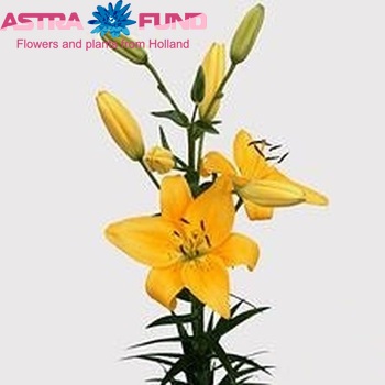 Lilium Aziatische Grp 'Golden Show' zdjęcie