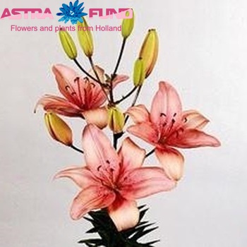 Lilium Aziatische Grp 'Lady Savoy' Foto