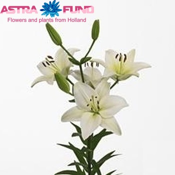 Lilium Aziatische Grp 'Navarra' zdjęcie