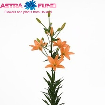 Lilium Aziatische Grp 'Orange Cocotte' foto