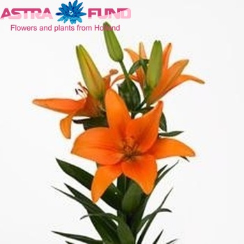 Lilium Aziatische Grp 'Pergamon' Foto