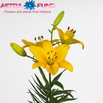 Lilium Aziatische Grp 'Planet Jewel' zdjęcie