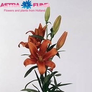 Lilium Aziatische Grp 'Promenade' zdjęcie