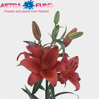 Lilium Aziatische Grp 'Prunotto' zdjęcie