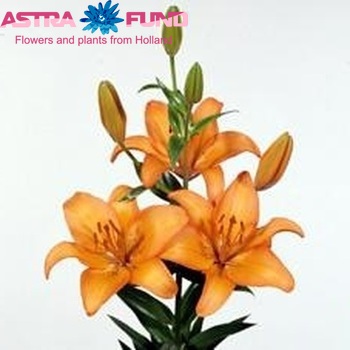 Lilium Aziatische Grp 'Regata' zdjęcie