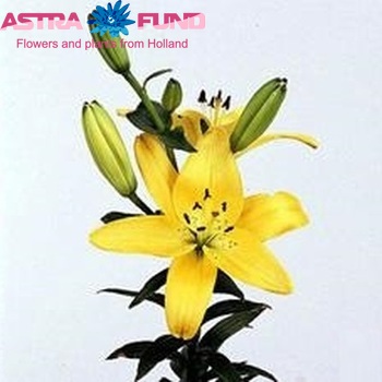 Lilium Aziatische Grp 'Solemio' zdjęcie