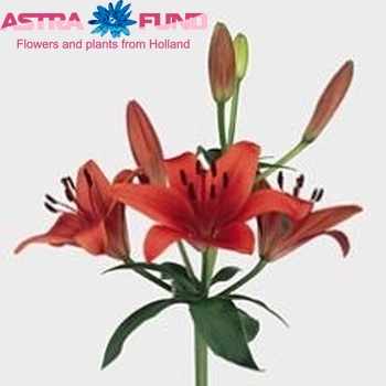 Lilium Aziatische Grp 'Solfarino' zdjęcie