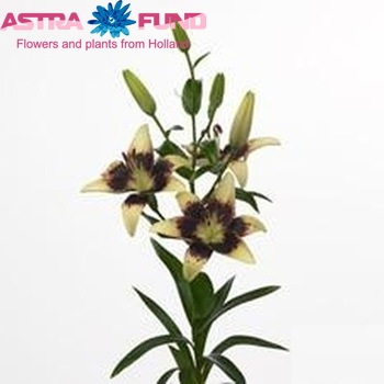 Lilium Aziatische Grp Tango Lily Heart Balance zdjęcie