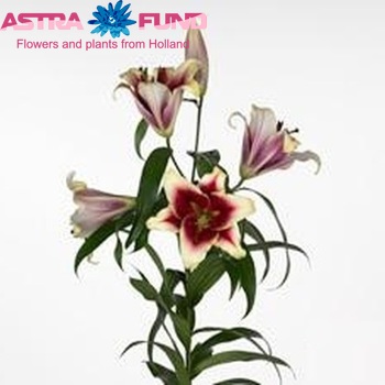 Lilium 'Invasion' zdjęcie