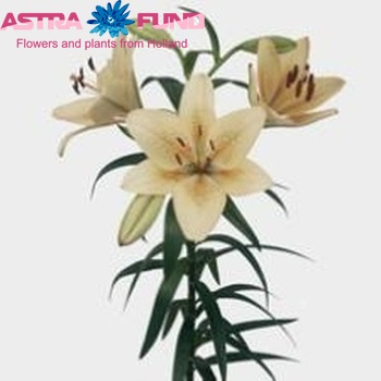 Lilium LA   'Ballroom' Foto