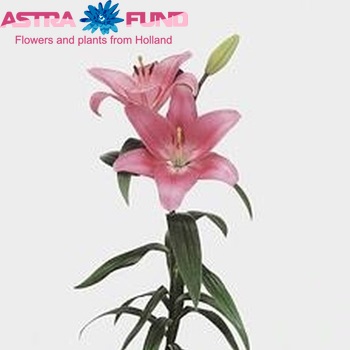 Lilium LA   'Cavalese' zdjęcie