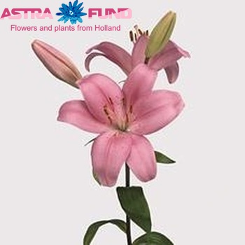 Lilium LA   'Turandot' Foto