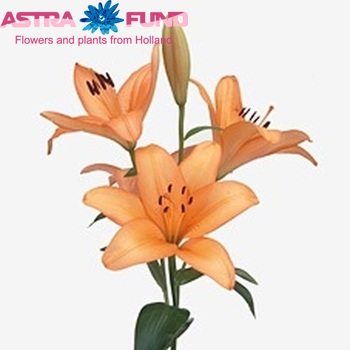 Lilium LA  'Advantage' zdjęcie