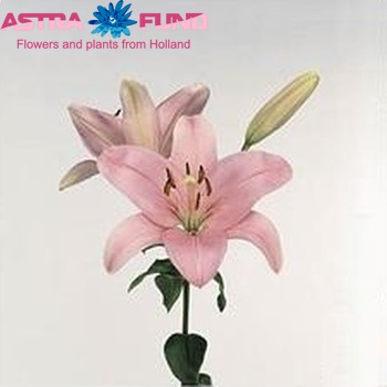 Lilium LA  'Algarve' zdjęcie