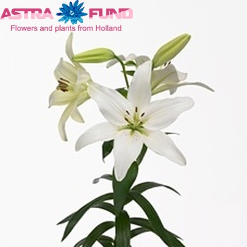 Lilium LA  'Arcachon' zdjęcie