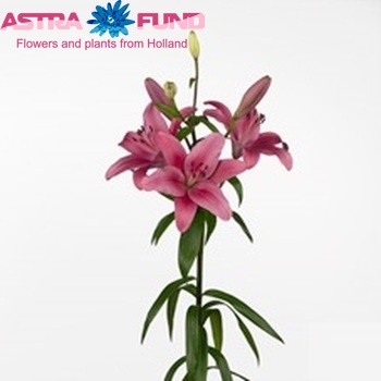 Lilium LA  'Batistero' zdjęcie