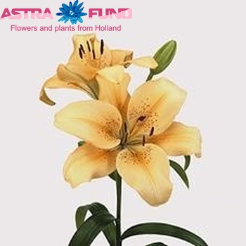 Lilium LA  'Bestseller' zdjęcie