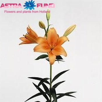 Lilium LA  'Bonsoir' Foto