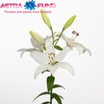 Lilium LA  'Bright Diamond' zdjęcie